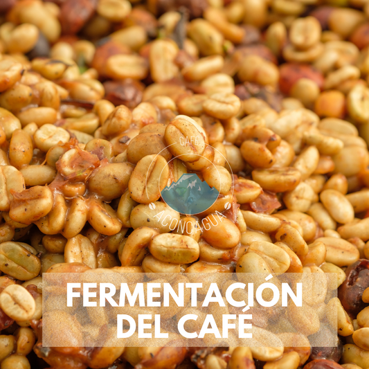 Fermentación del café